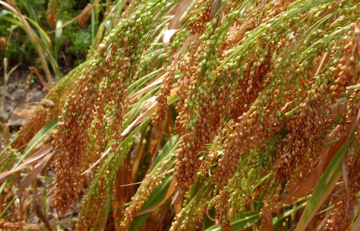 Просо суматранское
