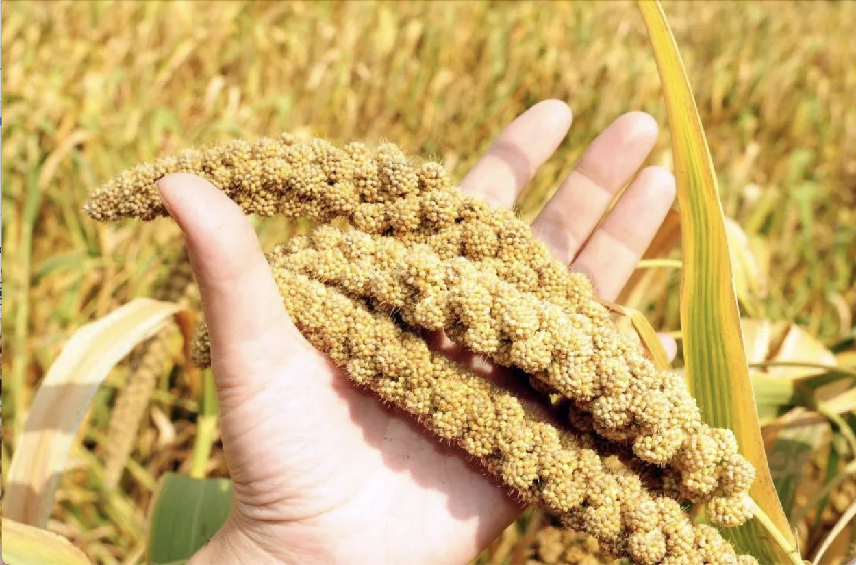 Чумиза растение