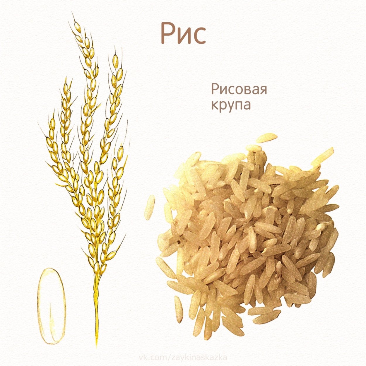 Злаки для дошкольников