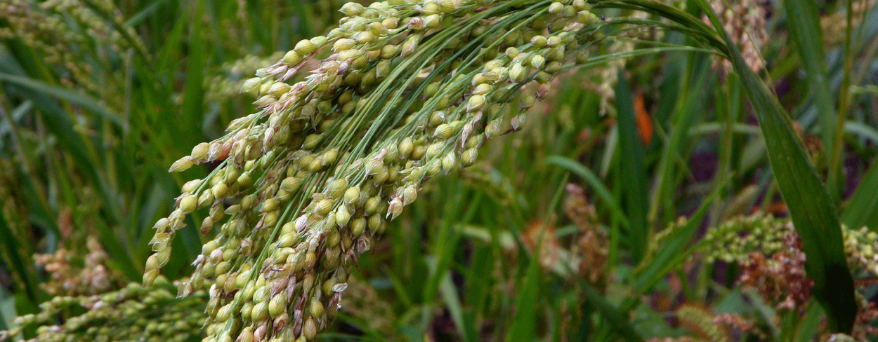 Просо куриное ь