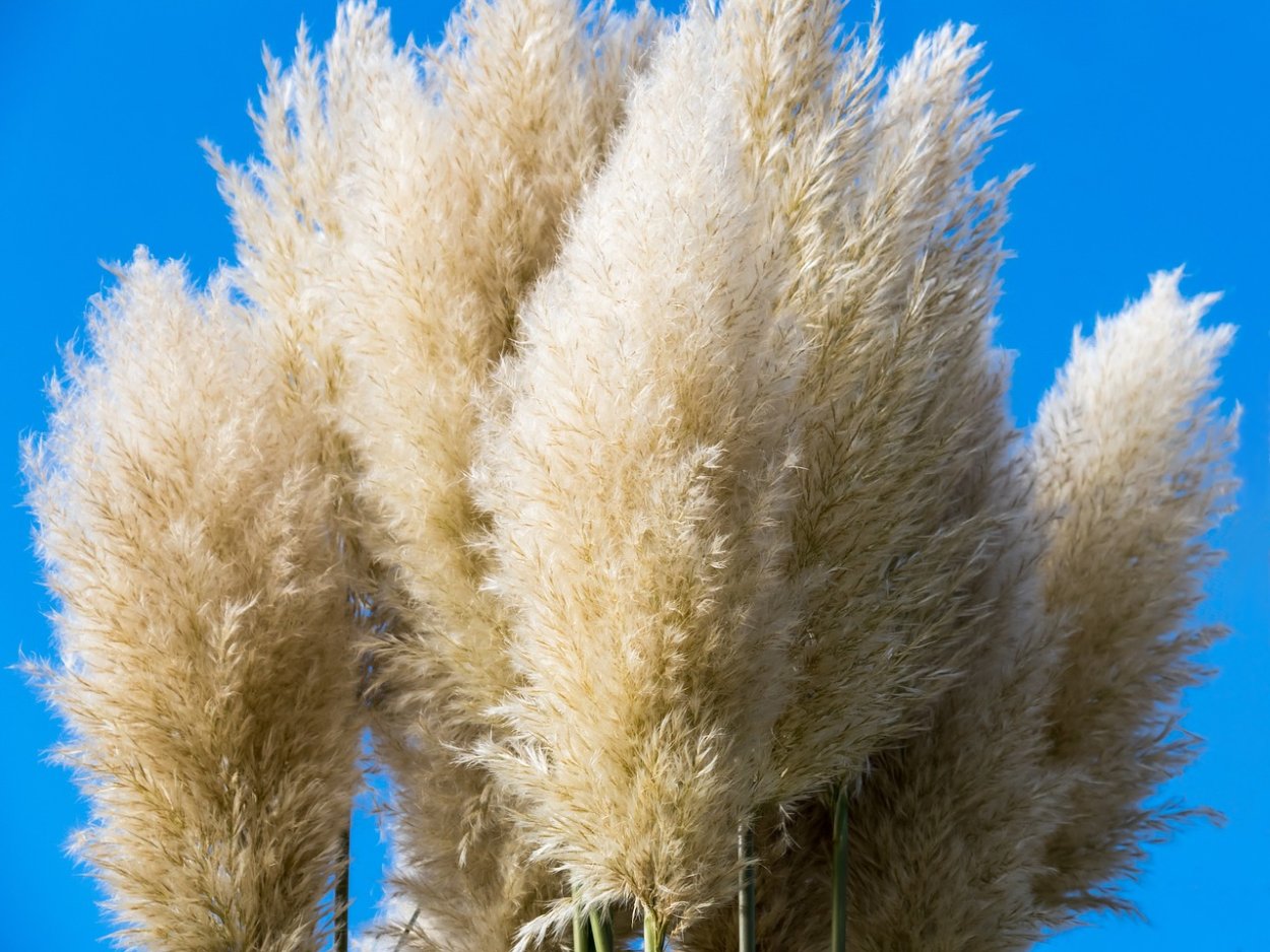 Кортадерия голубая