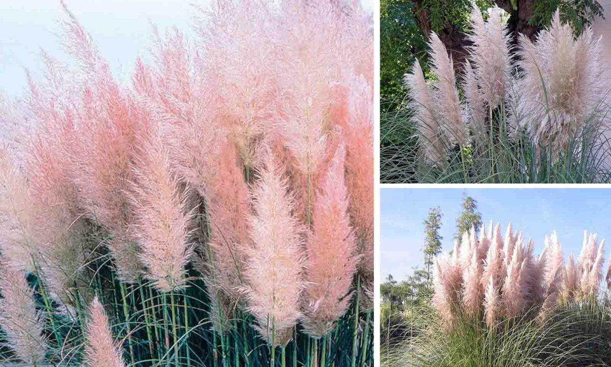 Пампасная трава