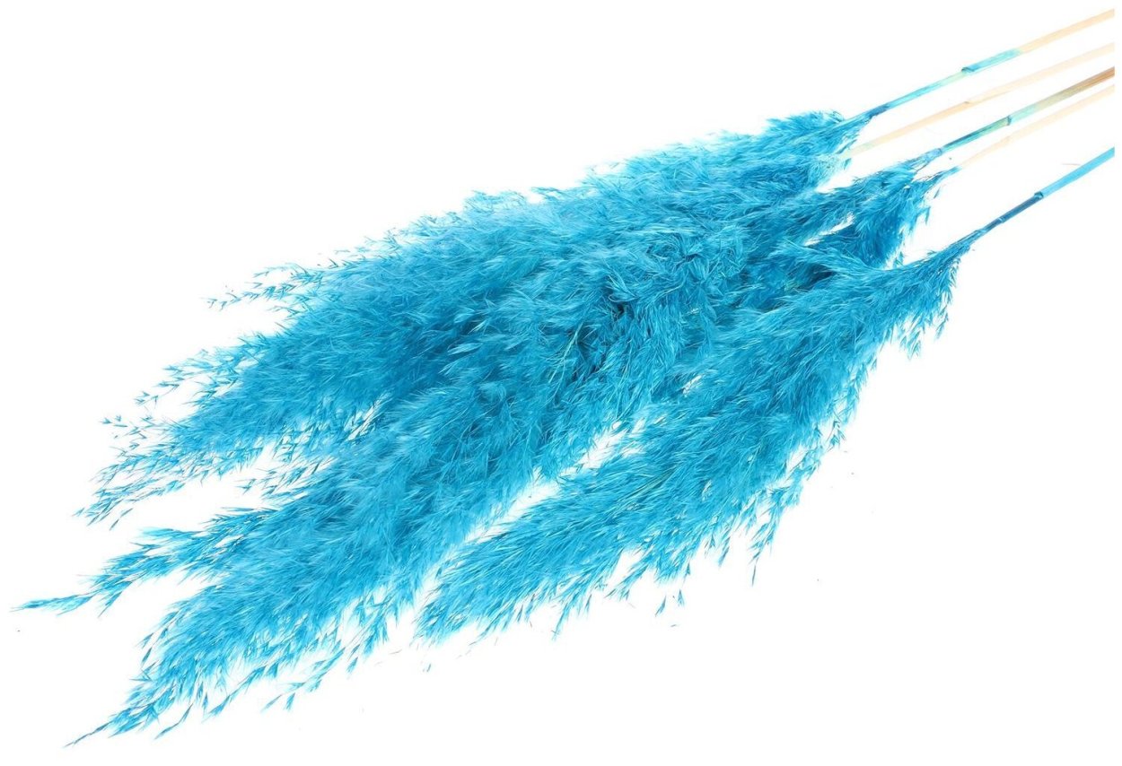 Пампасная трава фиолетовая