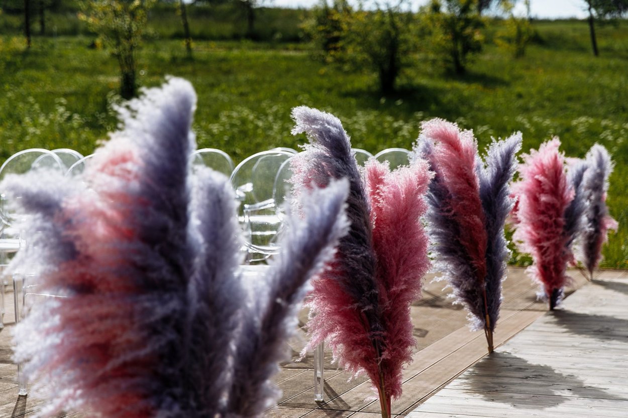 Пампас сухоцвет