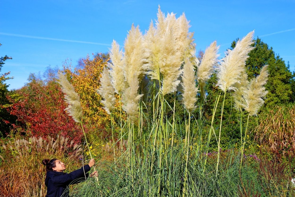 Кортадерия (натурал)