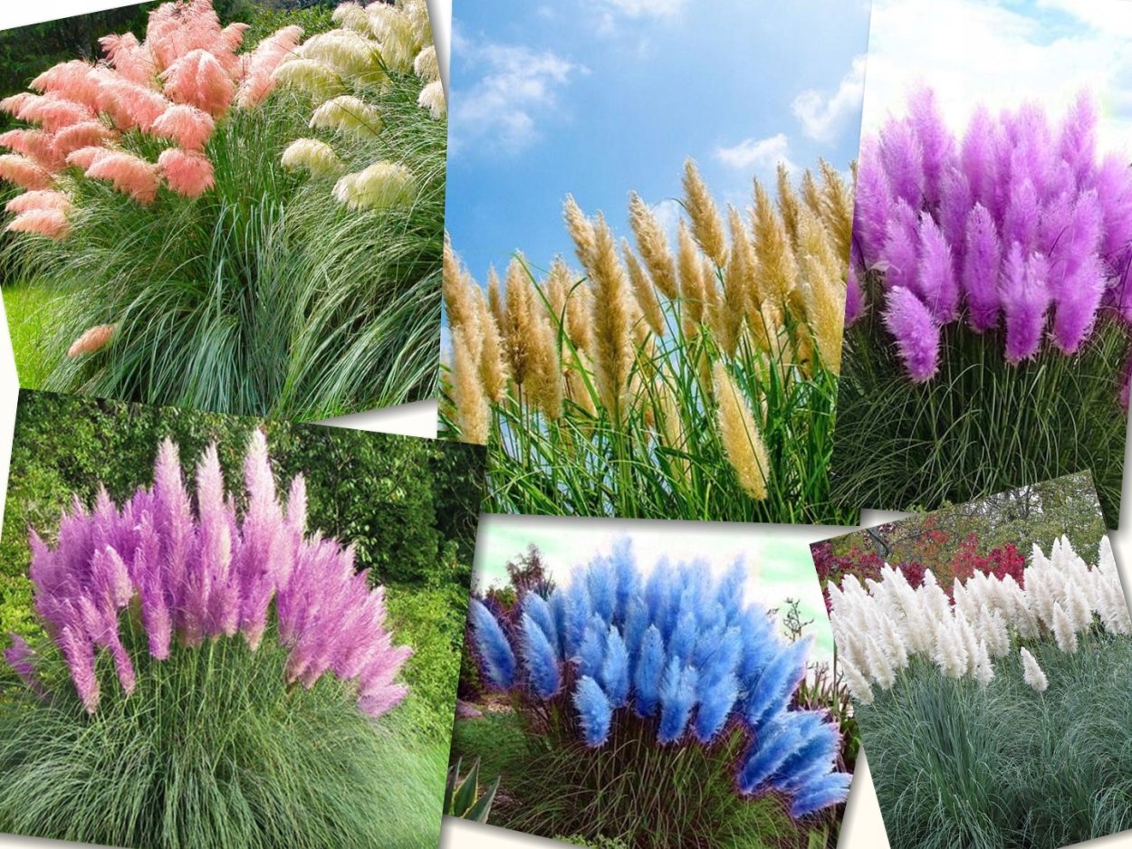 Пампасная трава семена