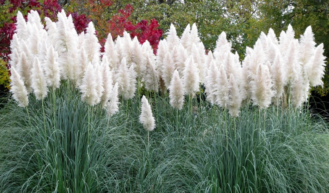 Пампас Грасс