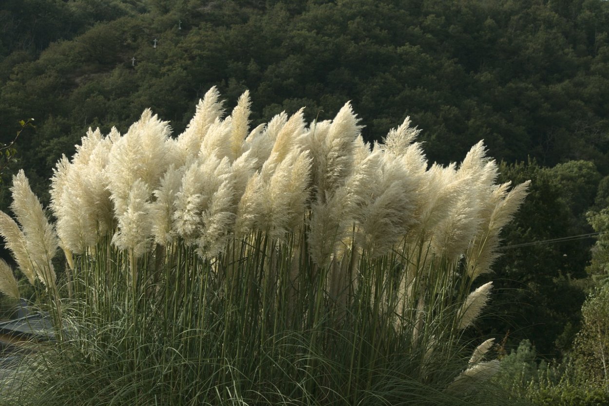 Кортадерия (пампасная трава)семена