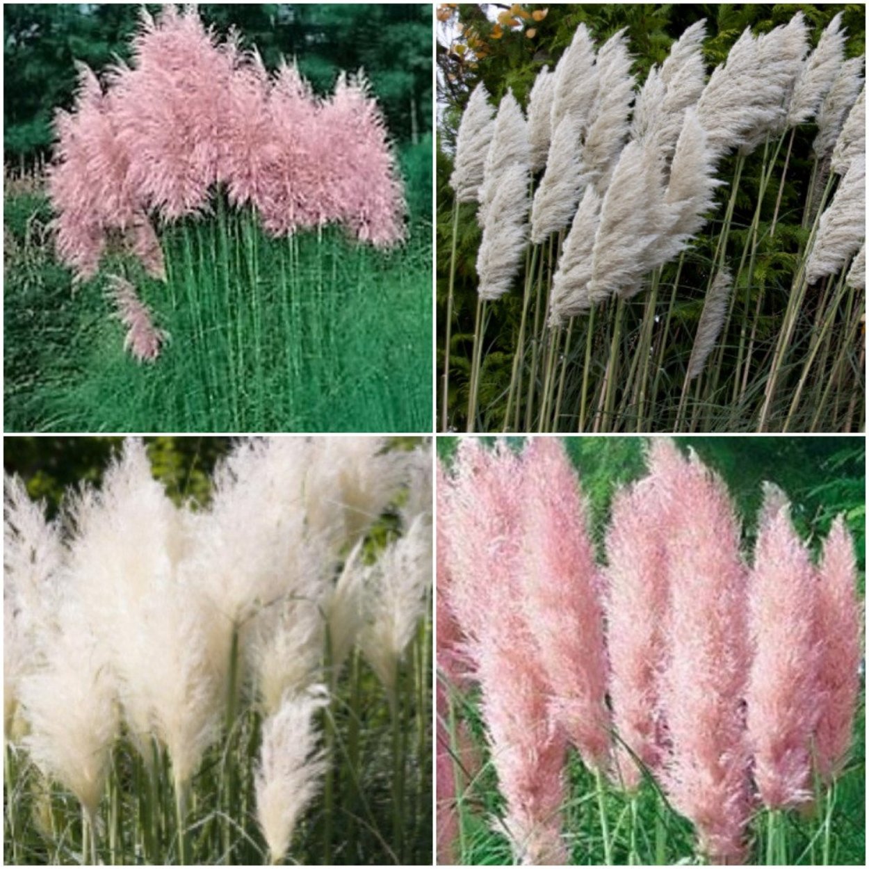 Кортадерия пампасная трава