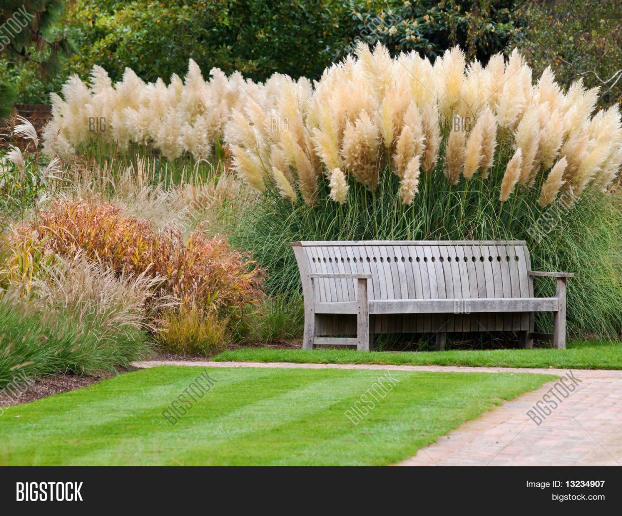 Кортадерия Пумила