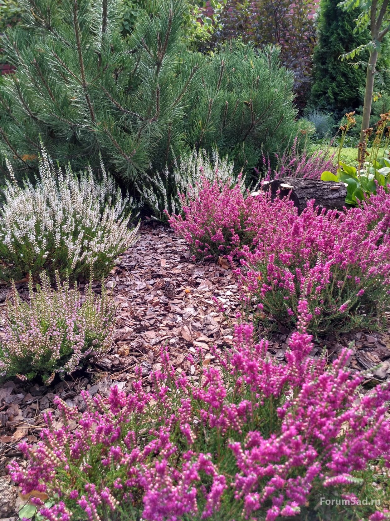 Вереск с хвойниками