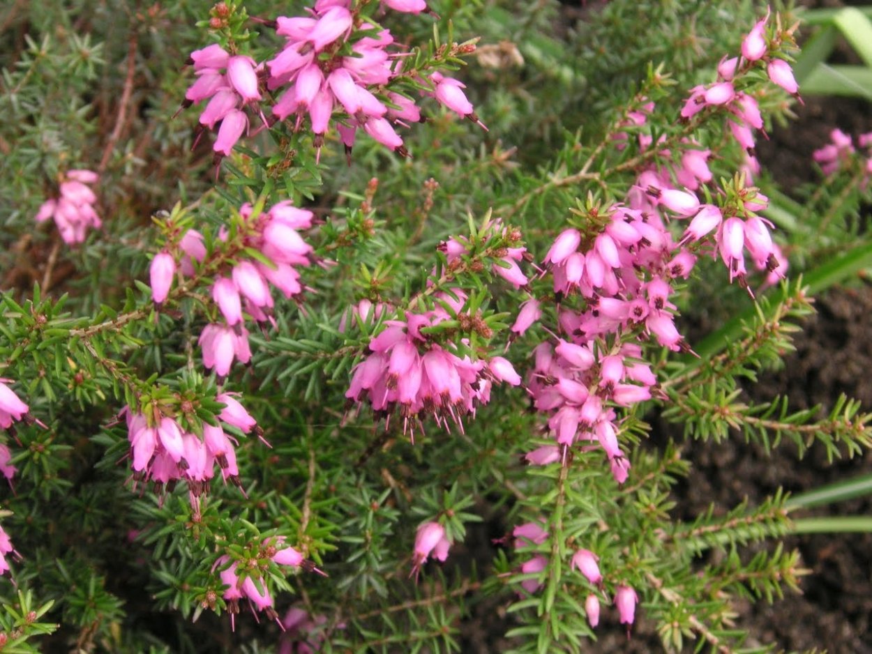 Вереск Peter Sparkes