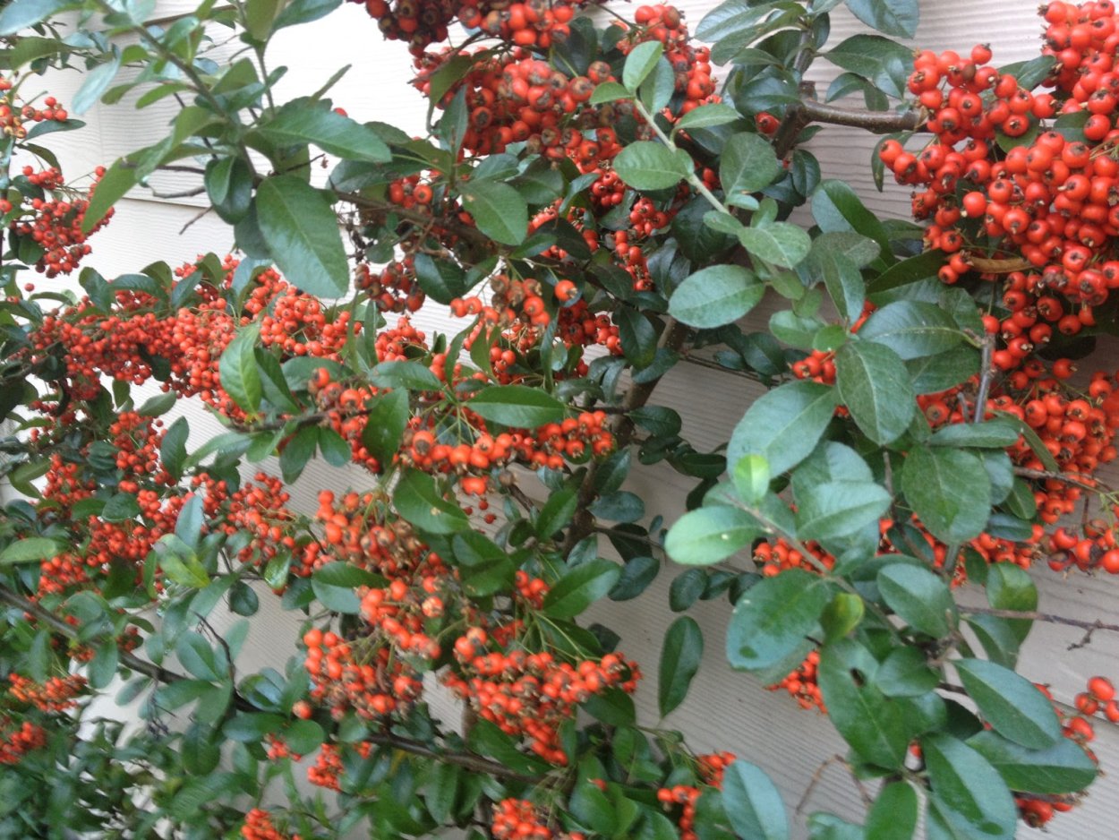 Пираканта плакучая