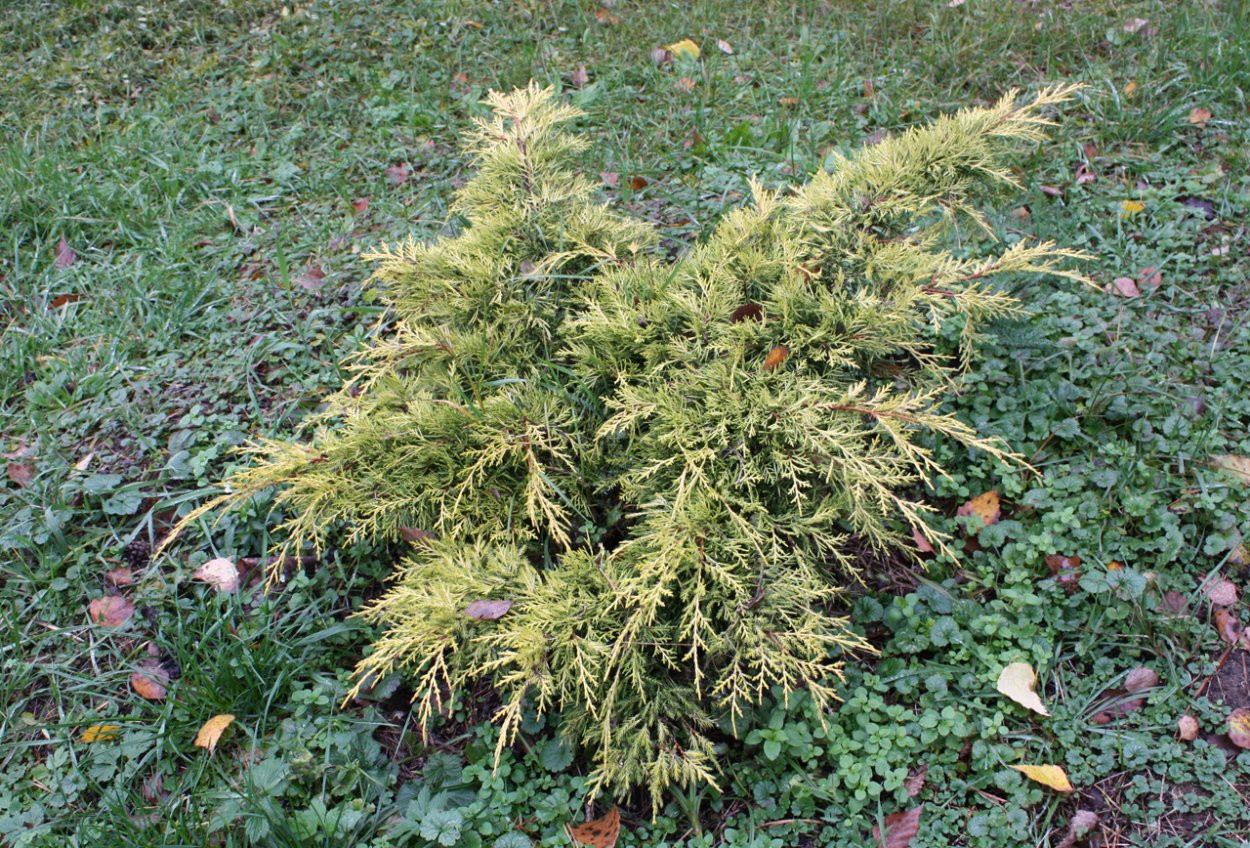 Вереск хвойный кустарник