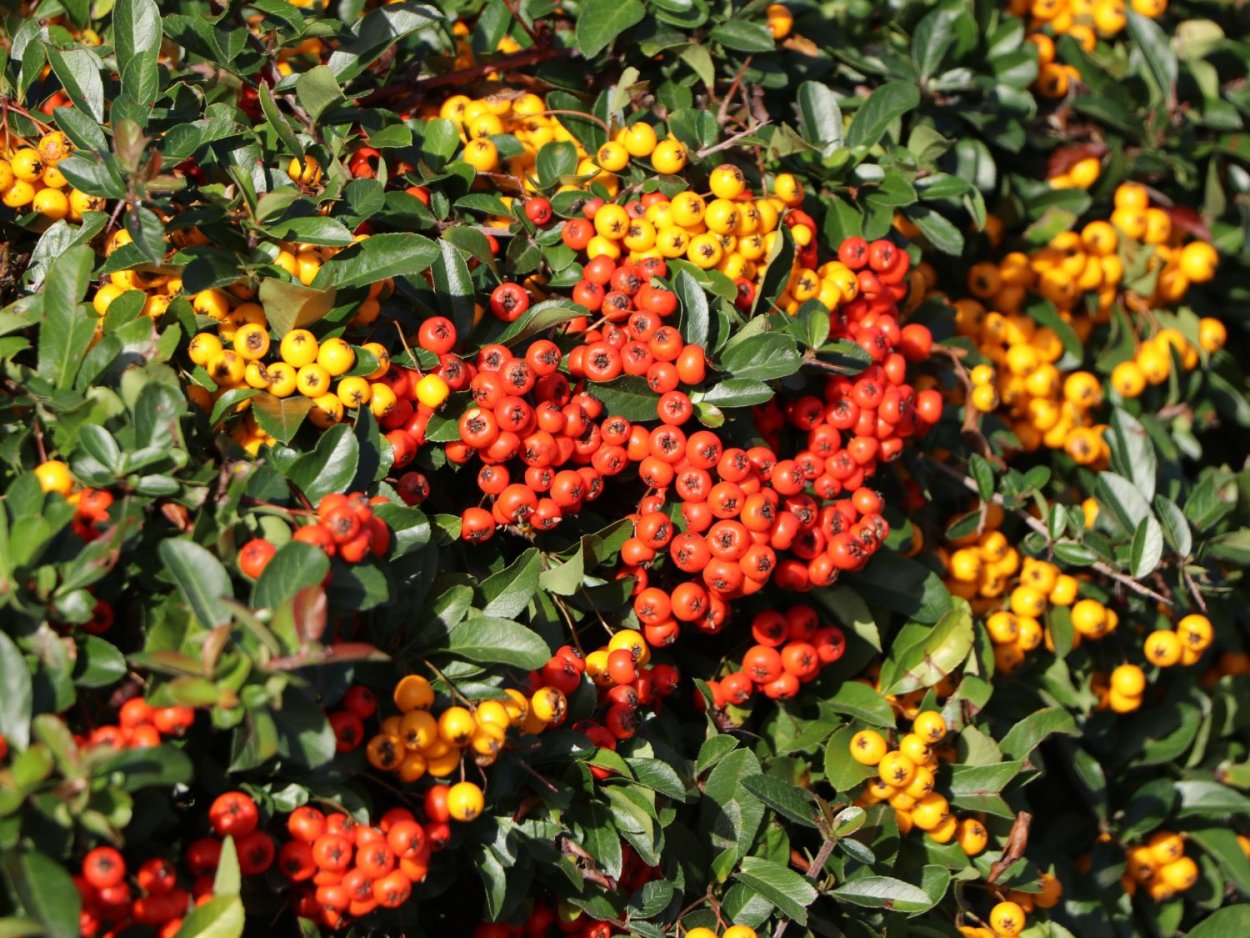 Кустарник пираканта Мохаве