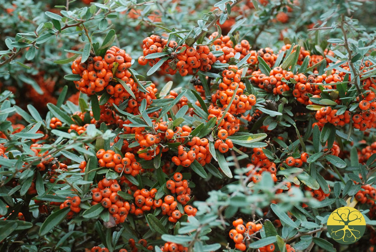 Пираканта coccinea