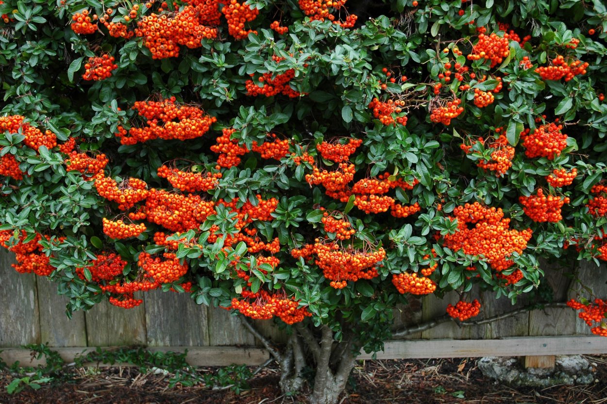 Пираканта городчатая (оранжевая)