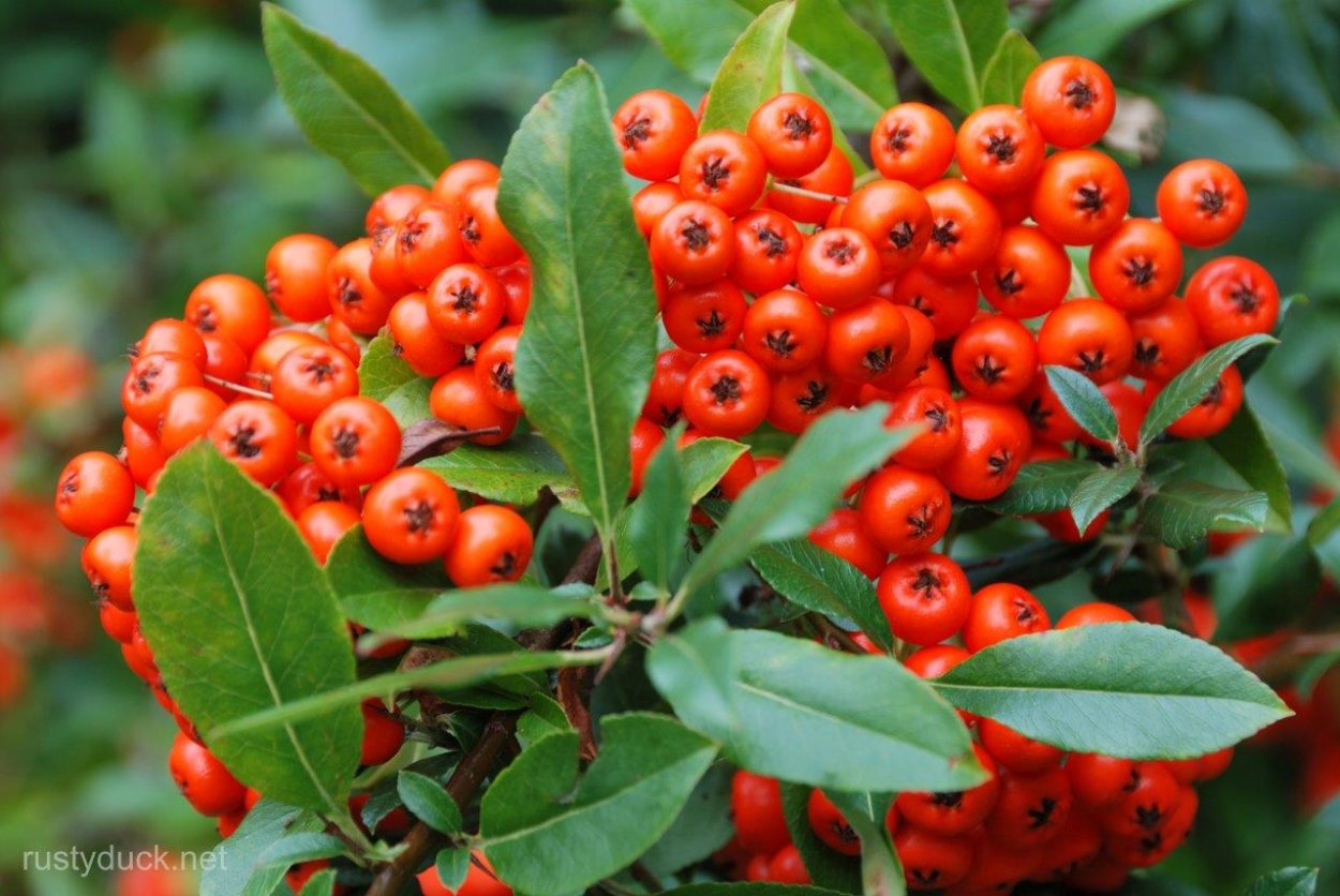 Пираканта coccinea