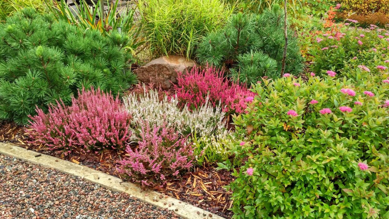 Calluna vulgaris Madonna