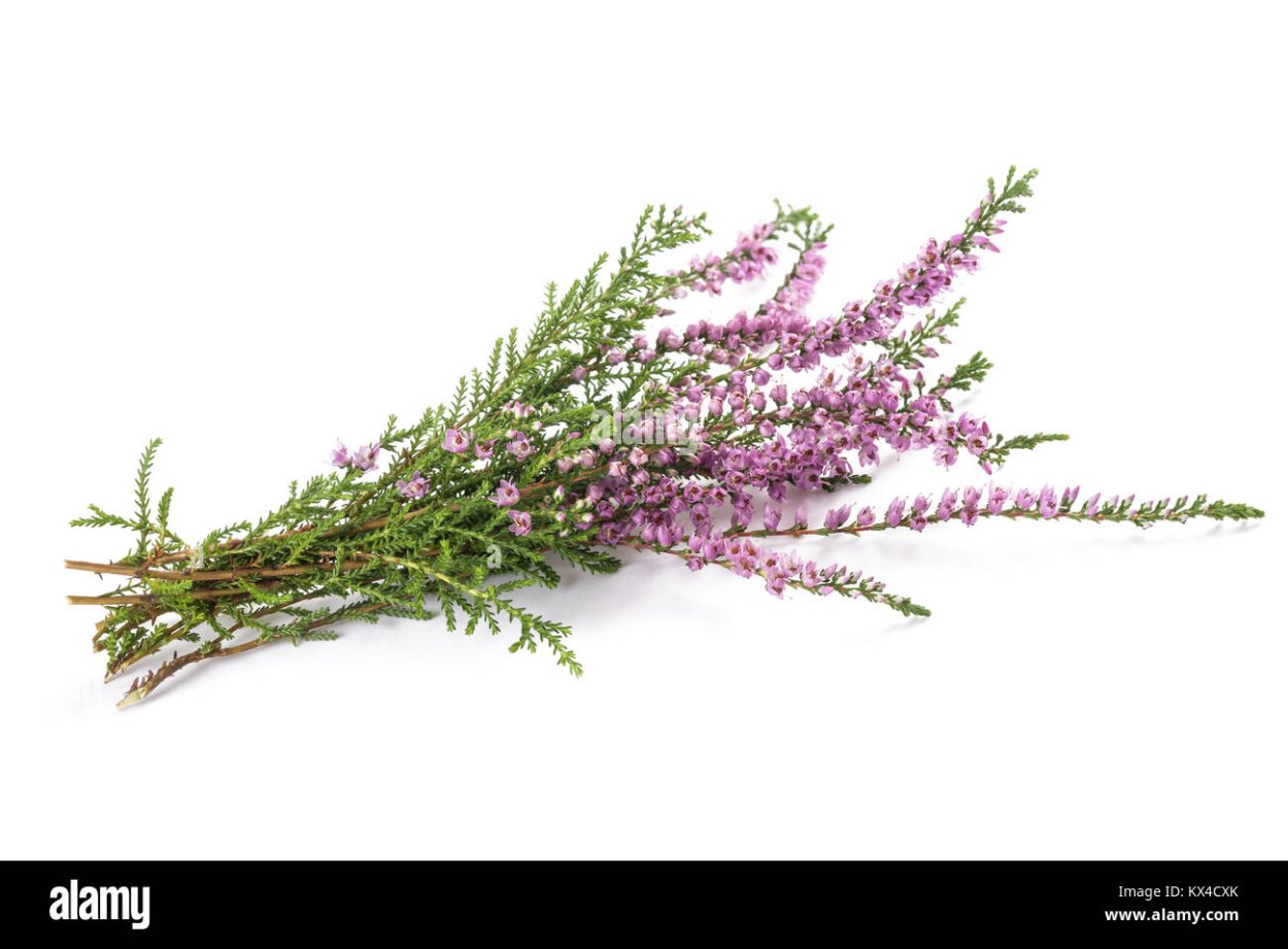 Erica carnea растение