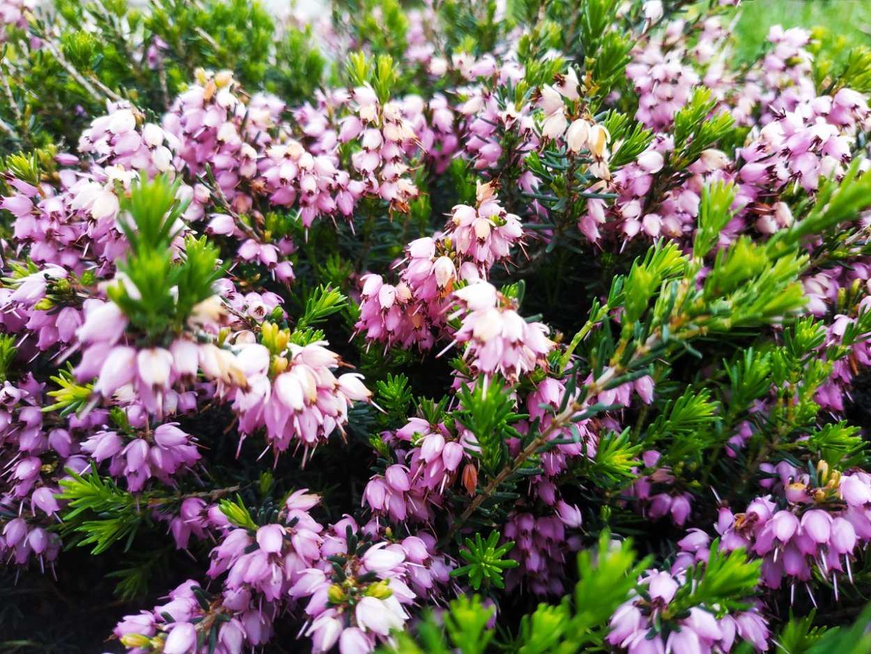 Вереск хвойный кустарник