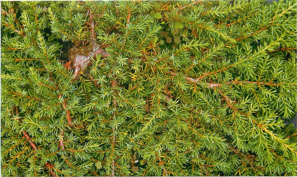 Статице Вересковый сад