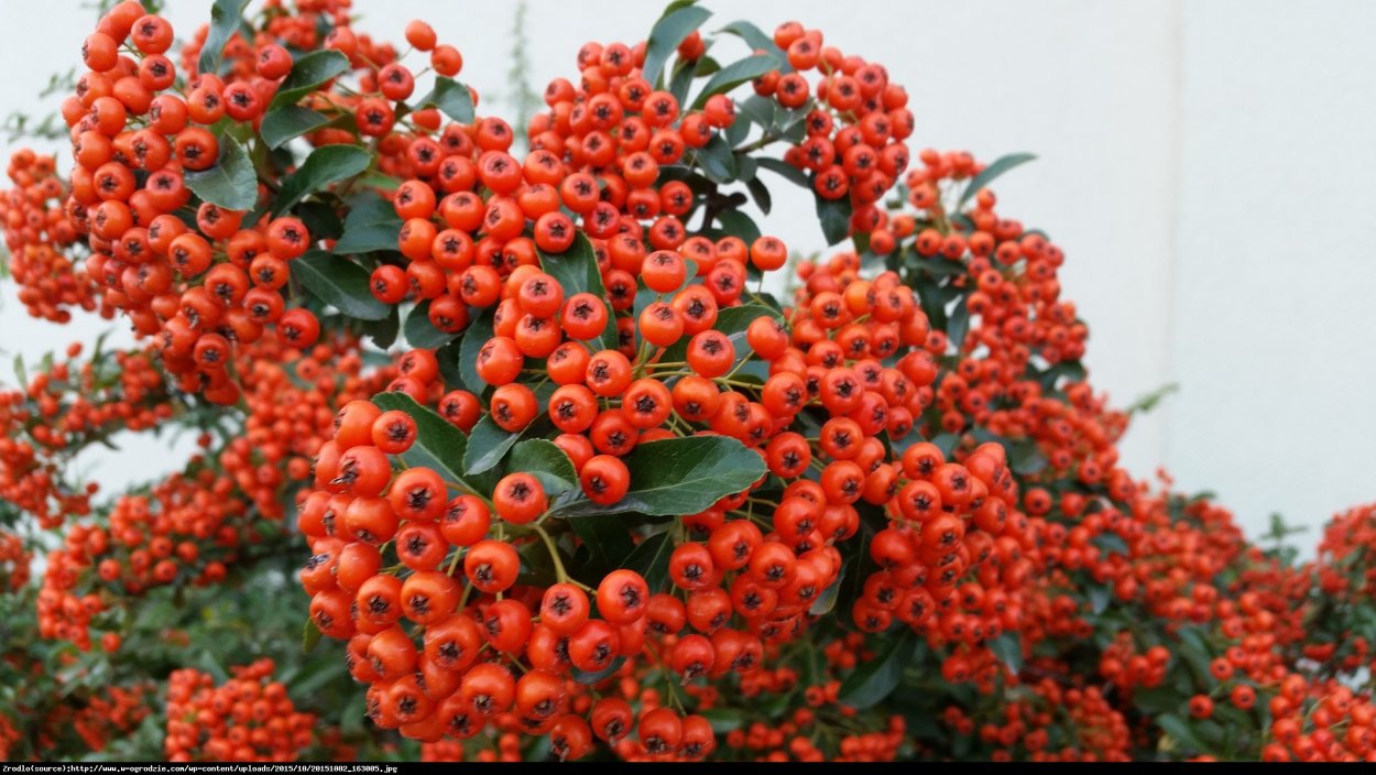 Pyracantha angustifolia