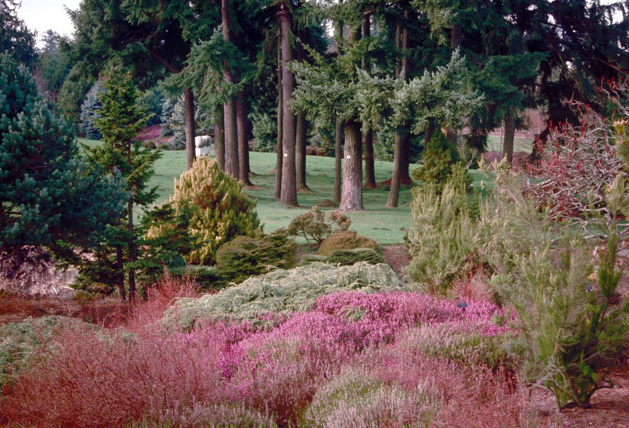 Туя Даника в миксбордере