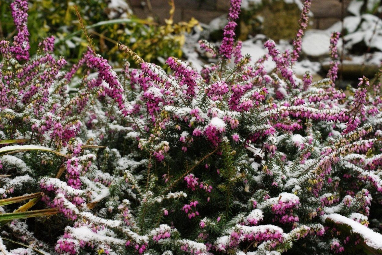 Вереск цветет зимой