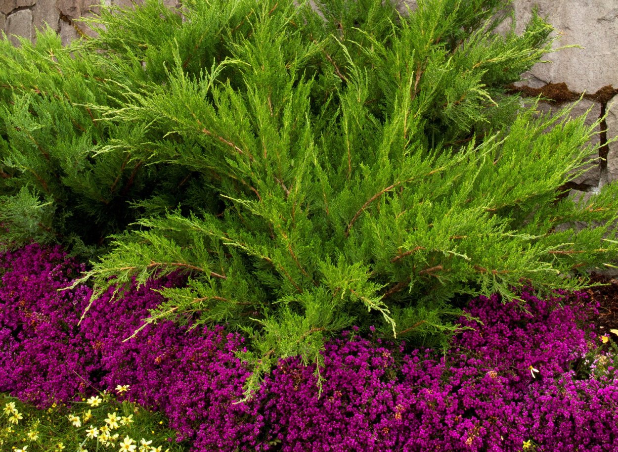 Ель Коника, можжевельник, спирея