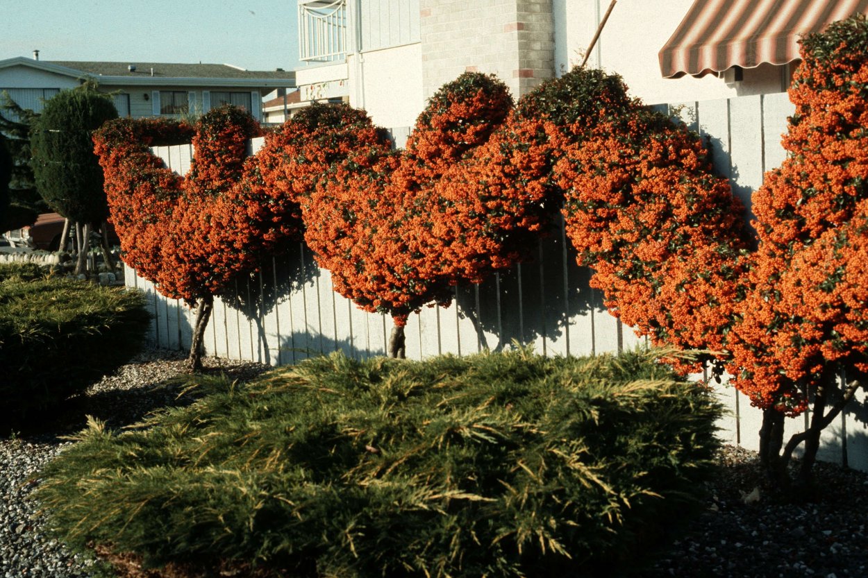 Пираканта облепиха