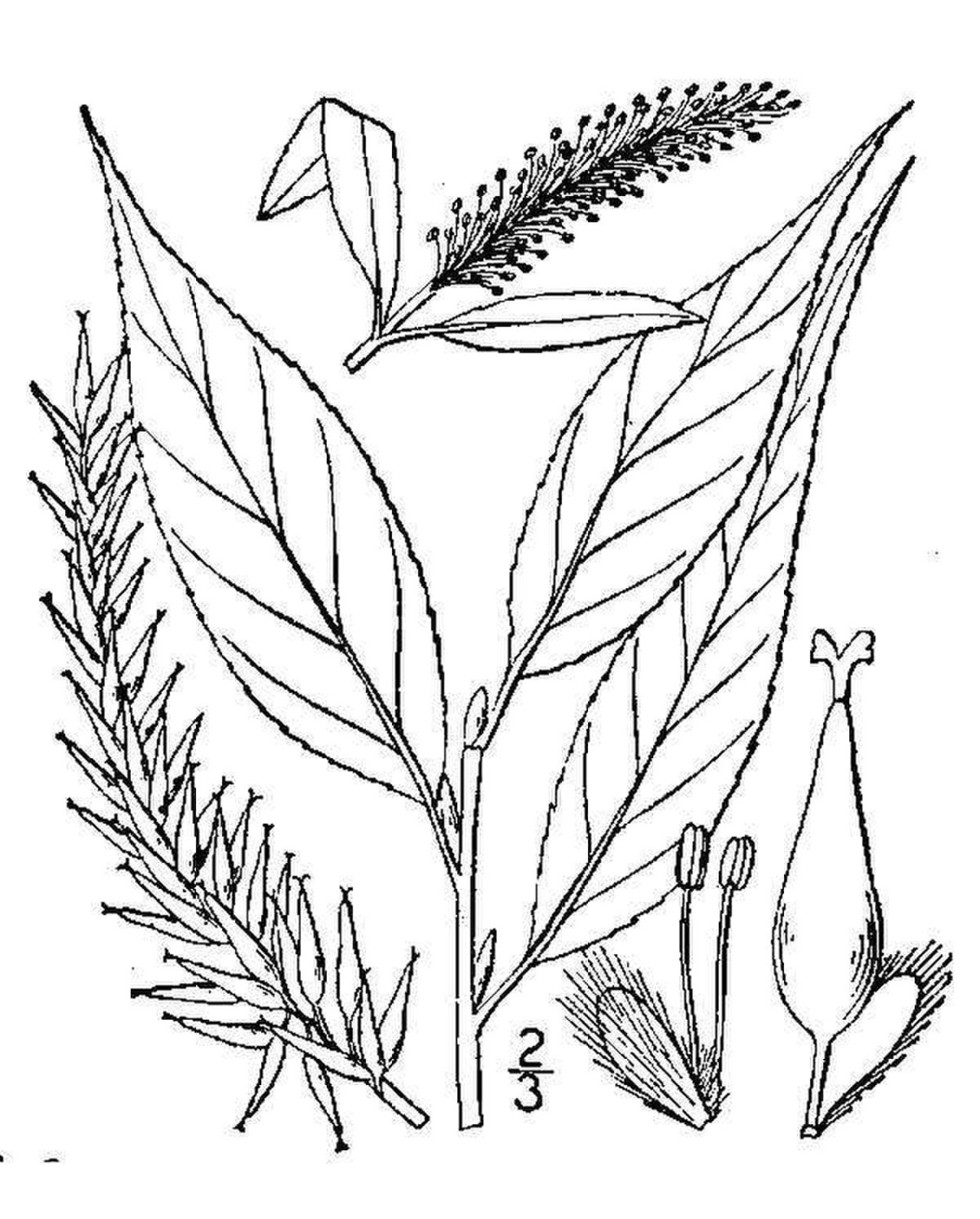 Саликс Репенс