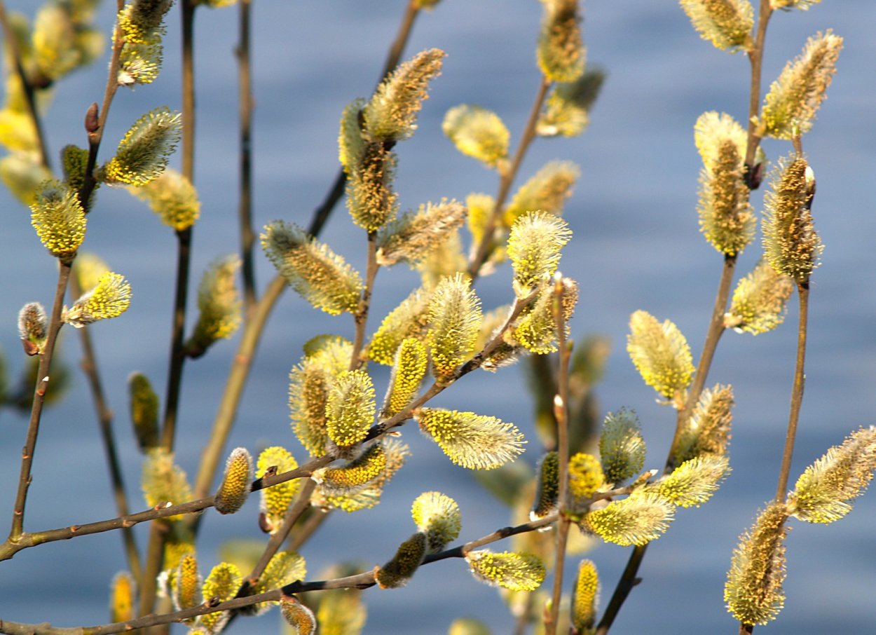 Верба двудомное растение