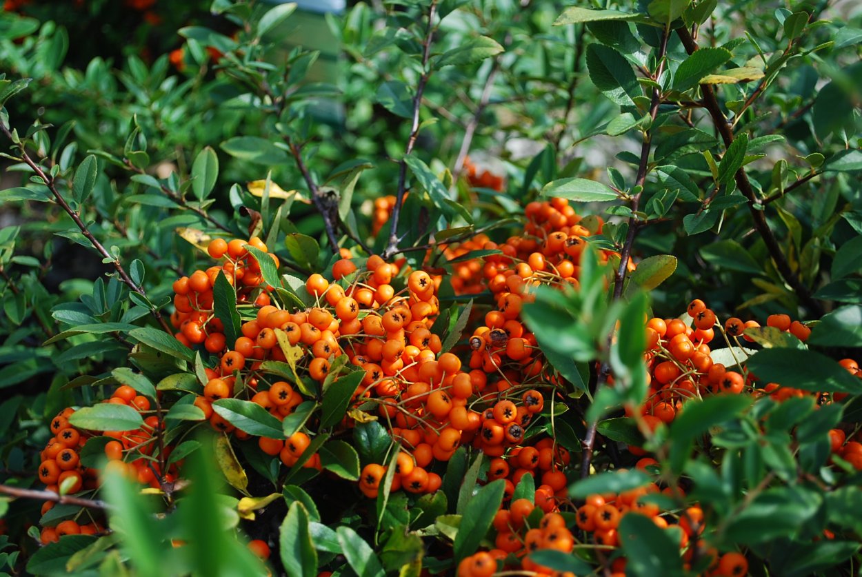 Пираканта облепиха