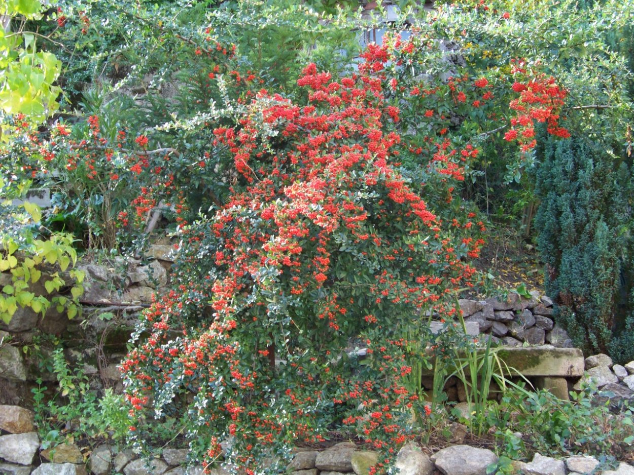 Пираканта пестролистная Спарклер