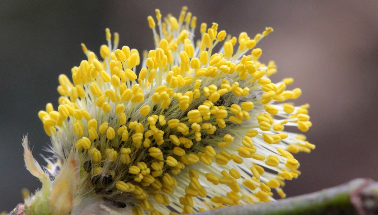 Ива Козья цветет