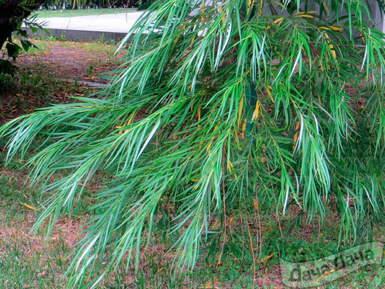 Ива кустарниковая плод лист