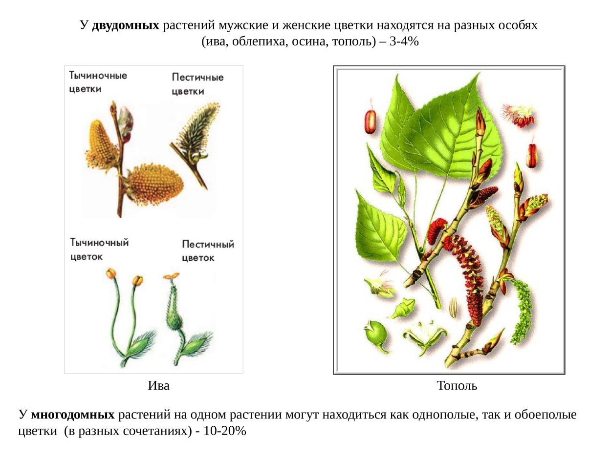 Ива Козья (Верба)