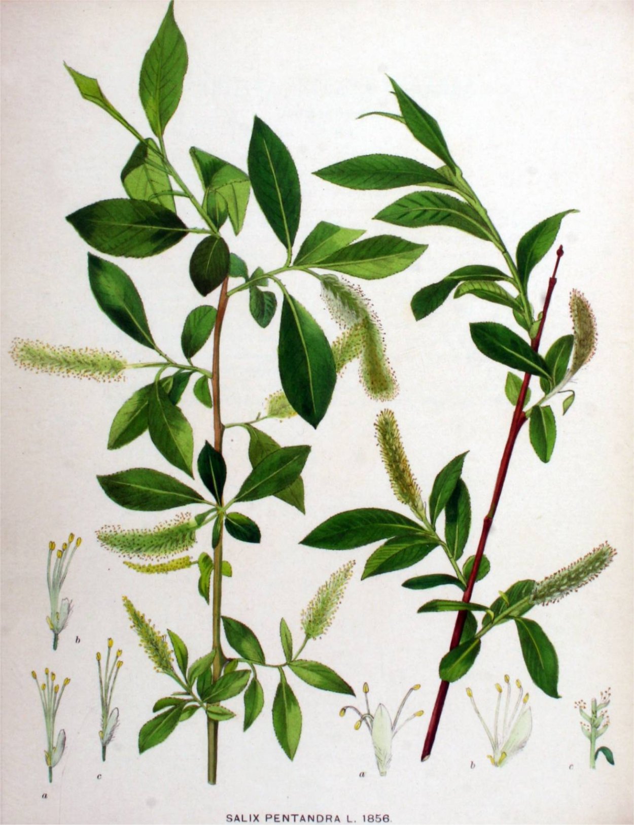 Ива белая (Salix Alba)
