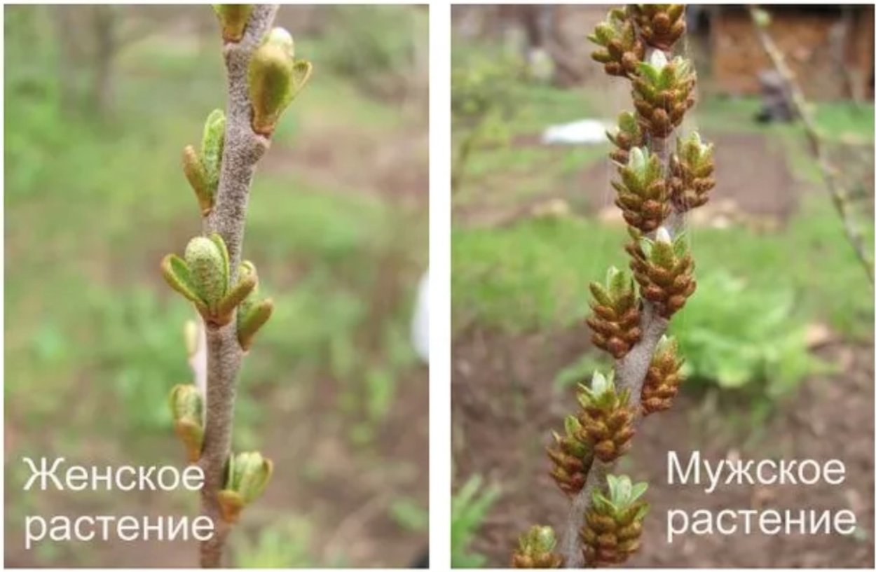 Лох серебристый (Elaeagnus argentea)