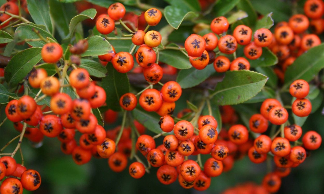 Пластика пираканта