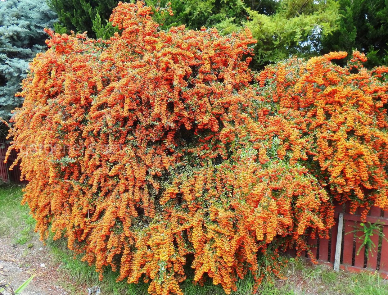 Пираканта плакучая