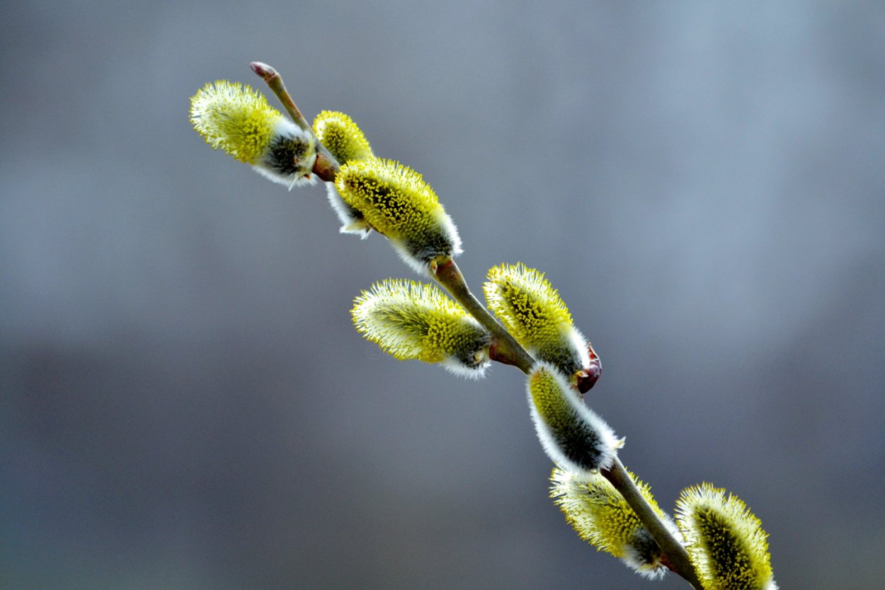 Тополь двудомное растение