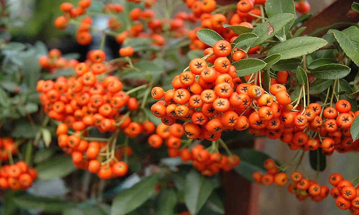 Пираканта оранж Глоу