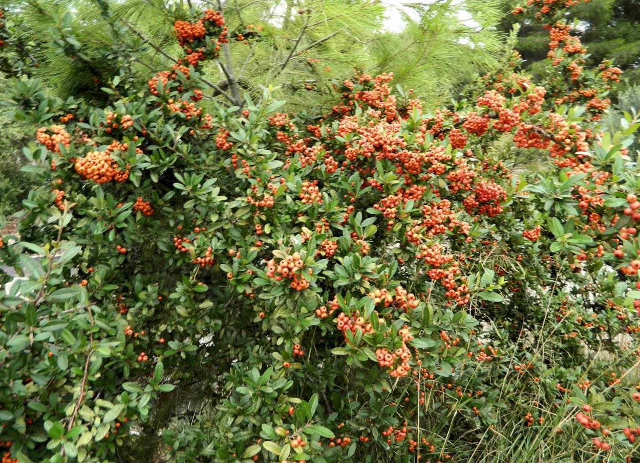 Пираканта Мохаве