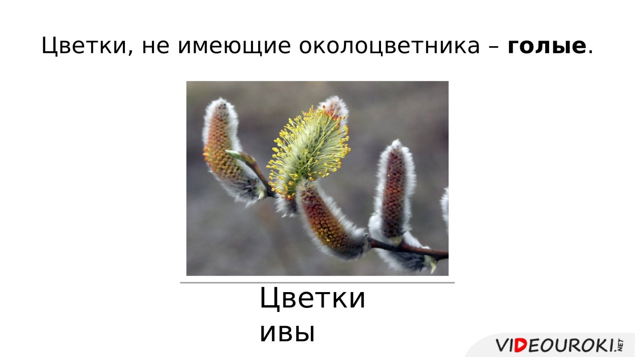 Береза повислая почки и листья