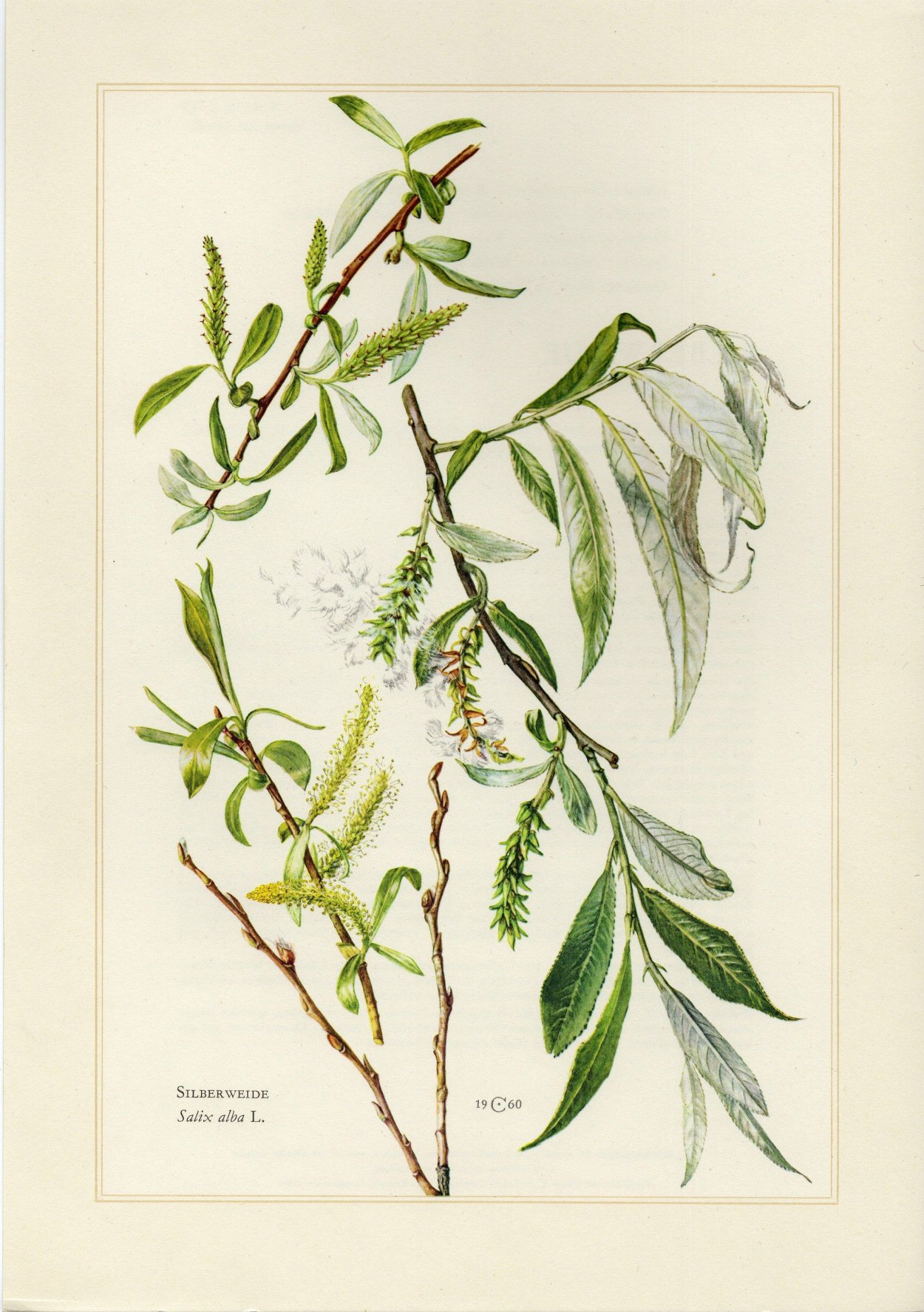 Ива белая соцветие