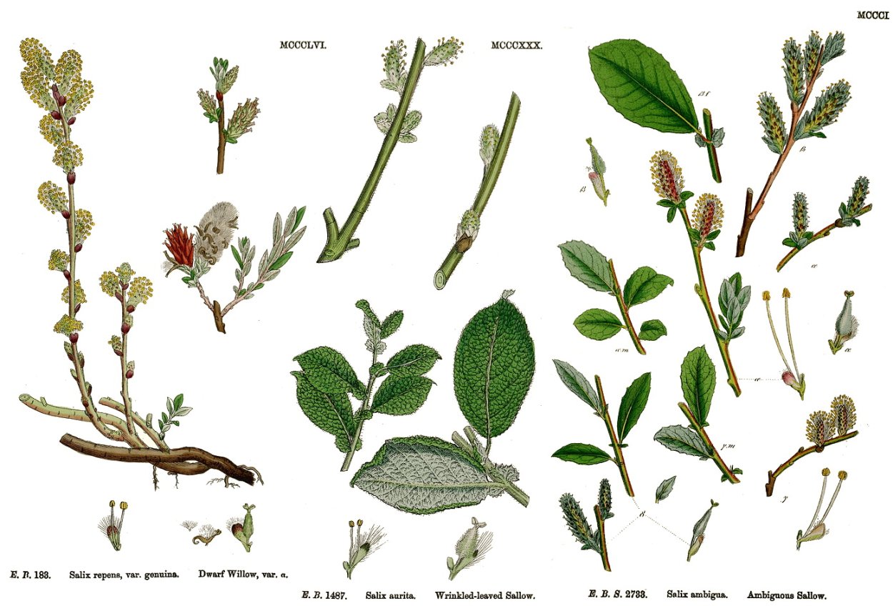 Ива Шверина