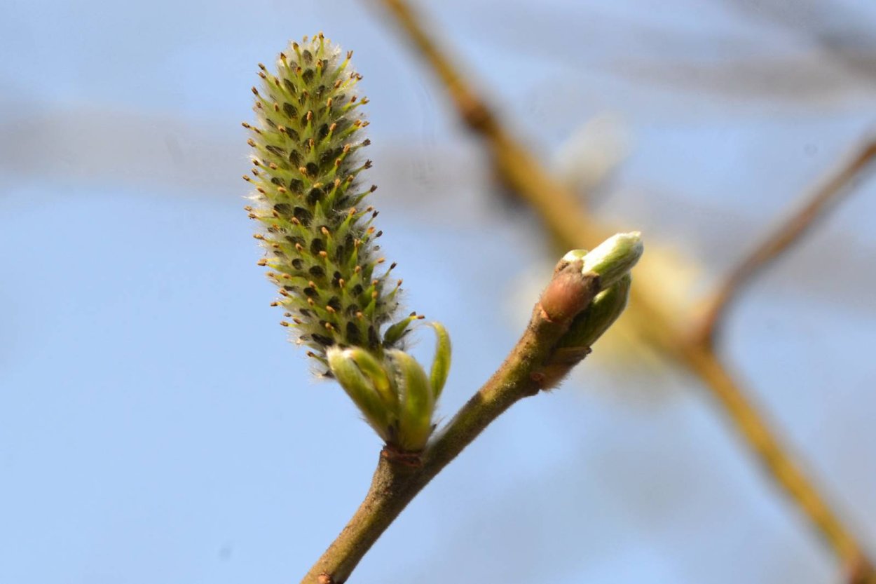 Ива осина Верба