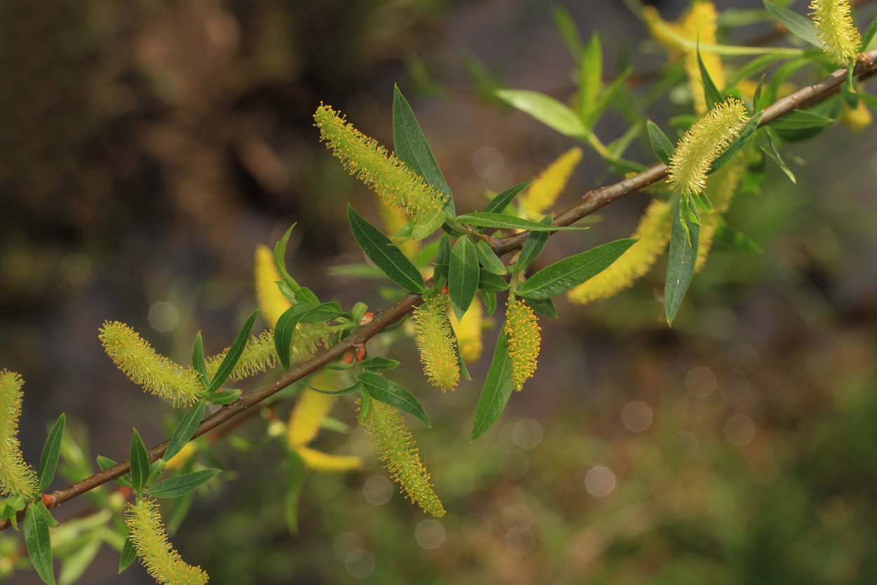 Ива корзиночная (Salix viminalis)